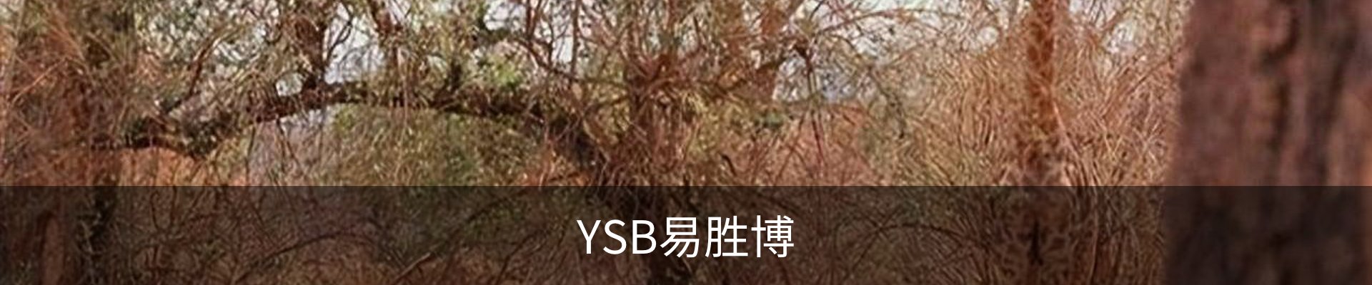 YSB易胜博